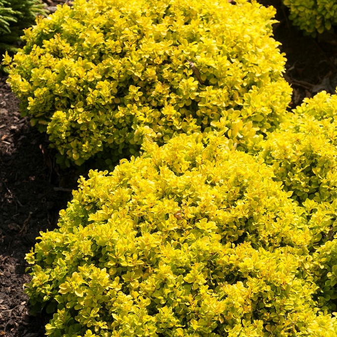 Dv&auml;rgberberis - Berberis thunbergii Tiny Gold &reg; (Storlek: busk C2)