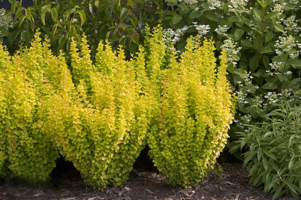 Pelarberberis - Berberis thunbergii Yellow Tower ® (Storlek: busk C2)