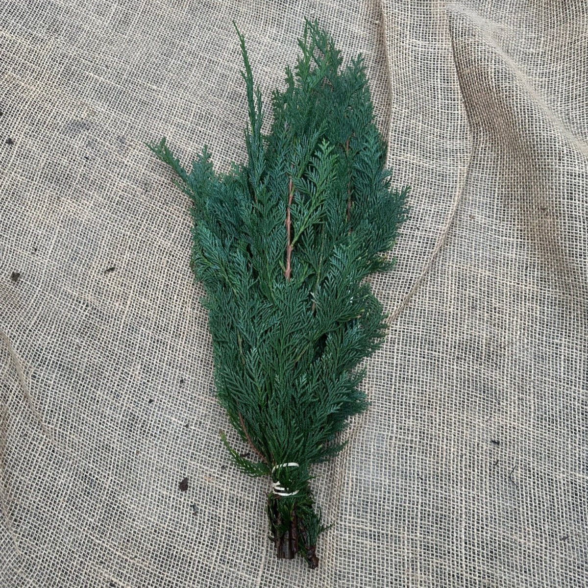 Chamaecyparis, Cypress Blå Bunt - Chamaecyparis