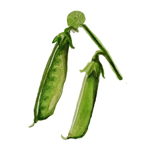 Socker&auml;rt Boaryd - Pisum sativum (Socker&auml;rt-gr.) Boaryd