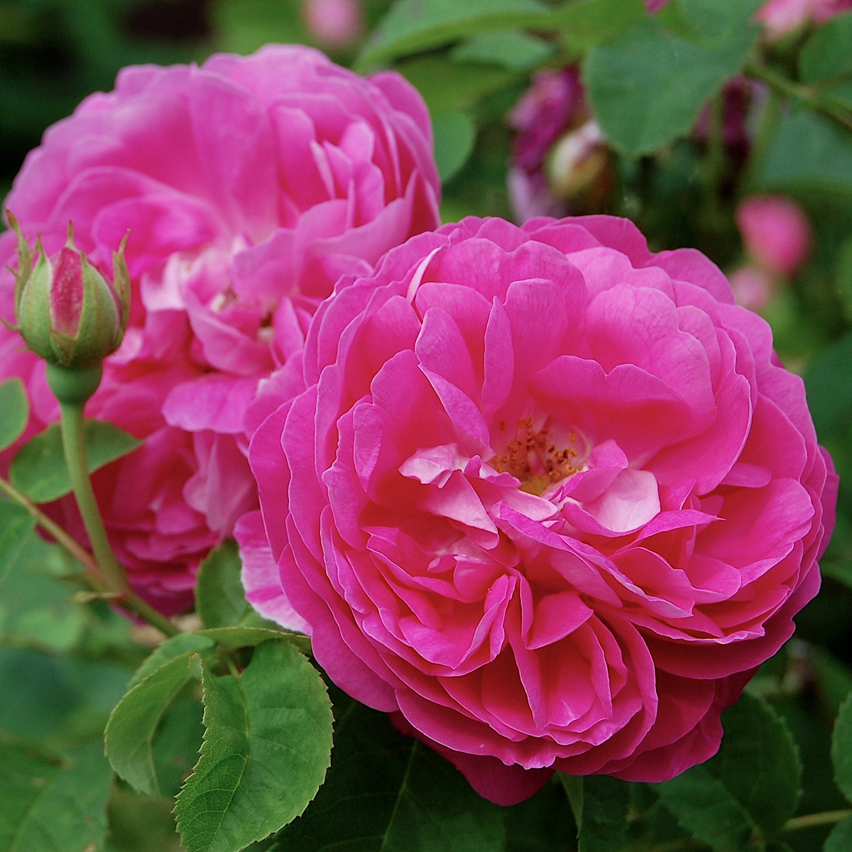 Bourbonros - Rosa bourbon Pipar Hans (Krukstorlek: 4L)