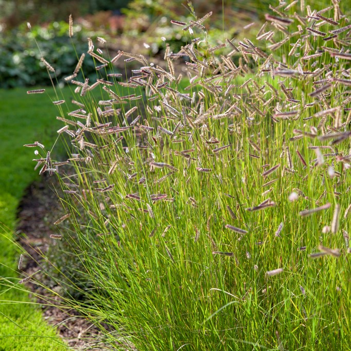 Moskitgr&auml;s - Bouteloua gracilis (Krukstorlek: 0,5-1L)