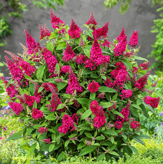 Dv&auml;rgbuddleja, Fj&auml;rilsbuske - Buddleja davidii Butterfly Candy &reg; Little Ruby (Storlek: busk C3)