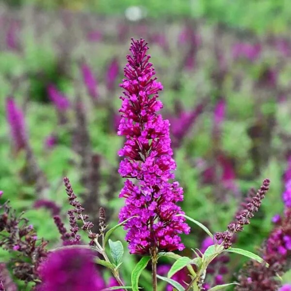 Syr&eacute;nbuddleja, Fj&auml;rilsbuske - Buddleja davidii Butterfly Tower &reg; Magenta (Storlek: busk C2)