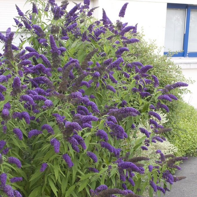 Syr&eacute;nbuddleja, Fj&auml;rilsbuske - Buddleja davidii Adokeep &reg; (Storlek: busk C3)