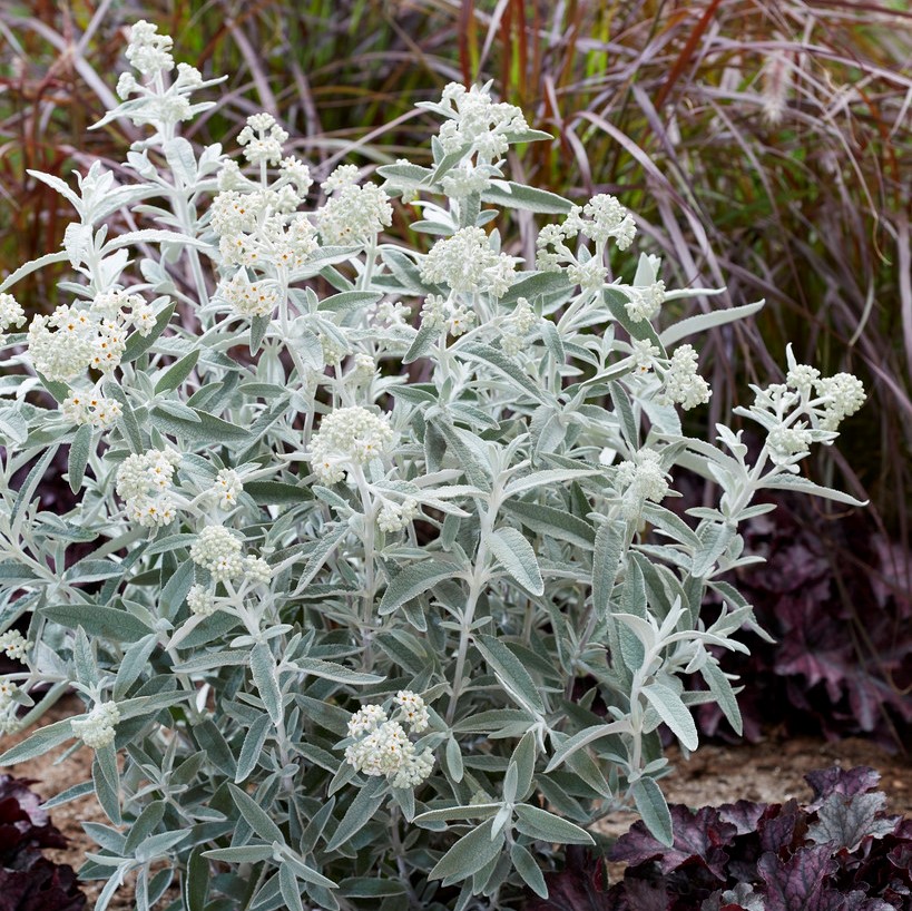 Syrénbuddleja, Fjärilsbuske - Buddleja davidii Silver Anniversary ® (Morning Mist ®) (Storlek: busk C2)