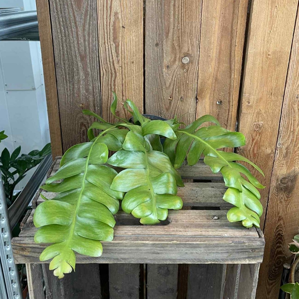 Epiphyllum, Epiphyllum Anguliger Fern Leaf  - 12cm - Epiphyllum (Storlek: 12cm)