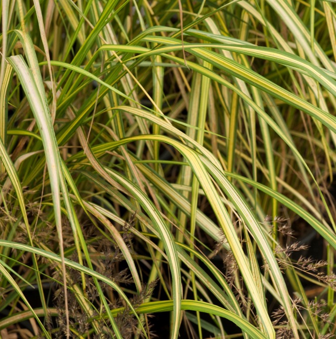 Tuvrör - Calamagrostis acutiflora England (Krukstorlek: 2L)