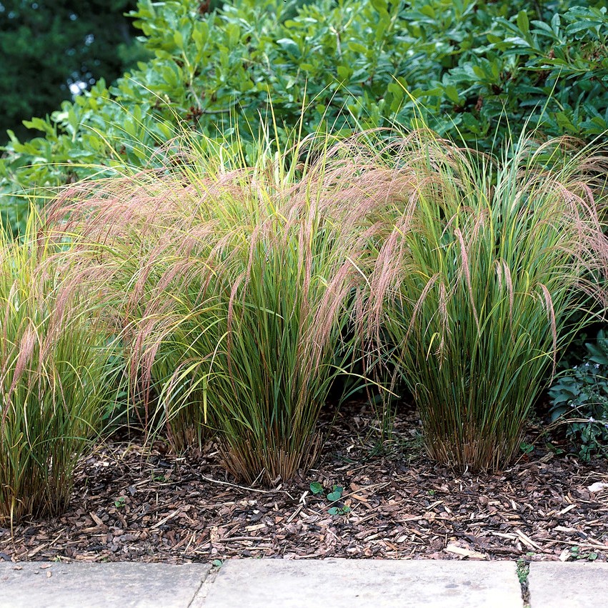 Piprör - Calamagrostis arundinacea (silvatica) (Krukstorlek: 0,5-1L)