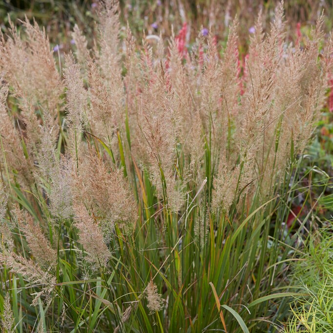 Diamantrör, Diamantgräs - Calamagrostis brachytricha Ulf (Krukstorlek: 0,5-1L)