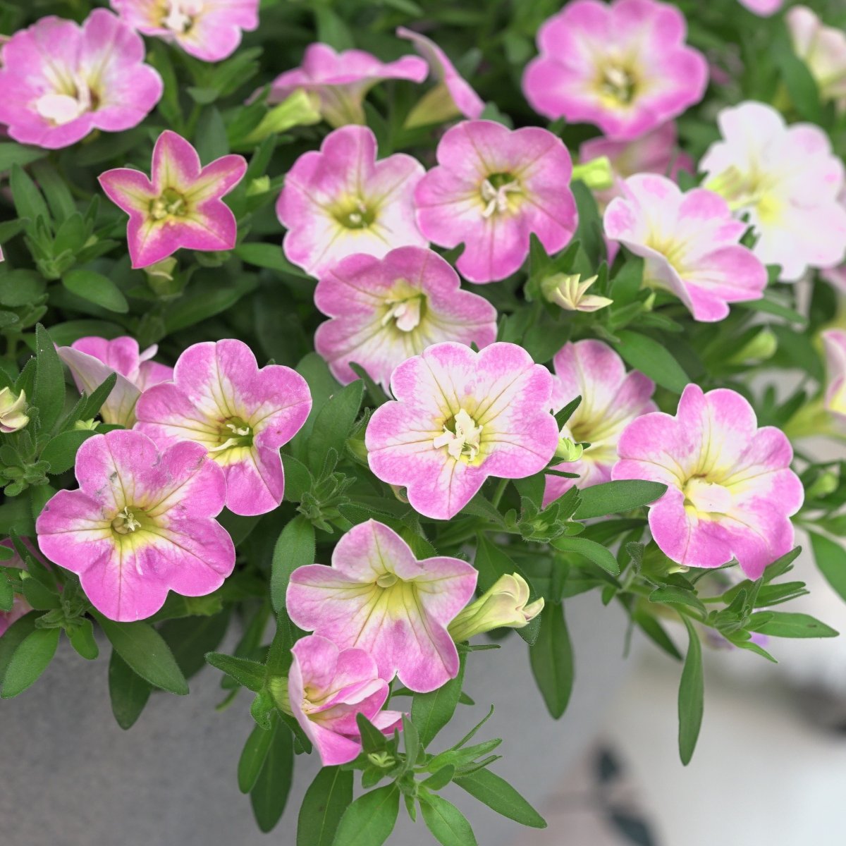 Sm&aring;petunia, Million Bells, Stickling 3-pack - Calibrachoa MiniFamous &reg; Neo Fancy Francy