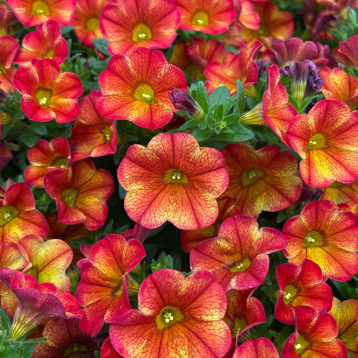 Sm&aring;petunia, Million Bells, Stickling 3-pack - Calibrachoa MiniFamous &reg; Uno Bakari