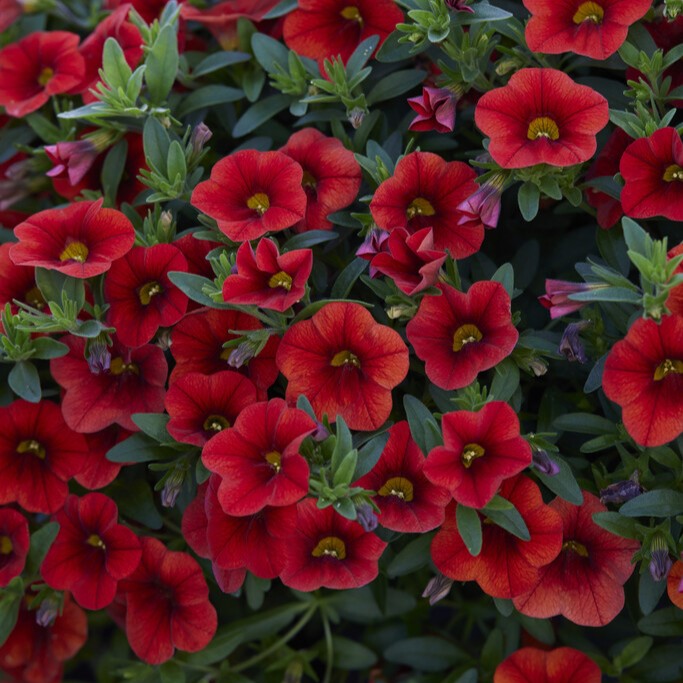 Sm&aring;petunia, Million Bells, Stickling 3-pack - Calibrachoa Cabaret &reg; Early Orange