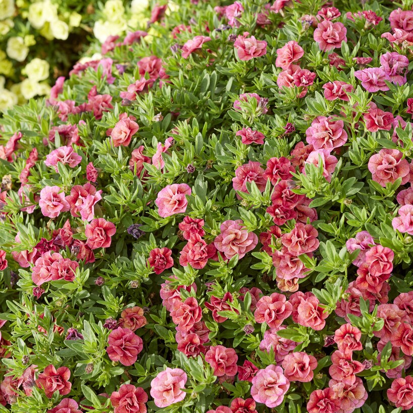 Sm&aring;petunia, Million Bells, Stickling 3-pack - Calibrachoa Cabaret &reg; Double Apricote