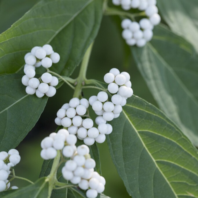 Japanskt Glasbär - Callicarpa japonica Leucocarpa (Storlek: 30-40 C3)