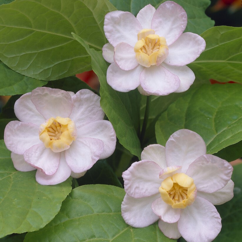 Kinesisk Kryddbuske - Calycanthus chinensis (Storlek: 80-100 C3)