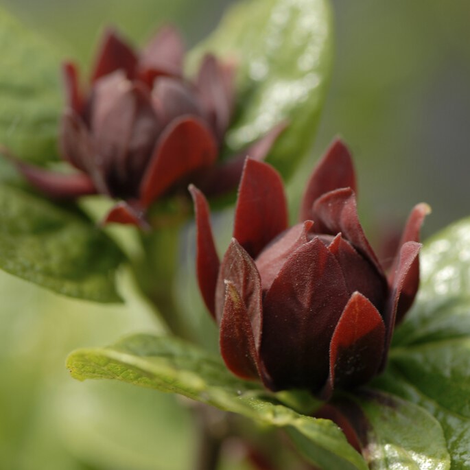 Amerikansk Kryddbuske - Calycanthus floridus (Storlek: 50-60 C3)