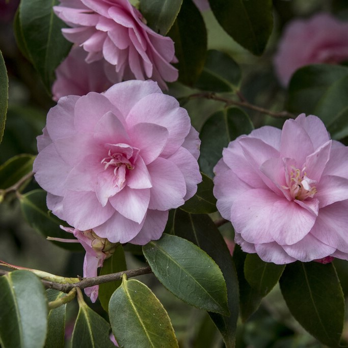 Kamelia - Camellia cuspidata Spring Festival (Storlek: 40-50 C3)