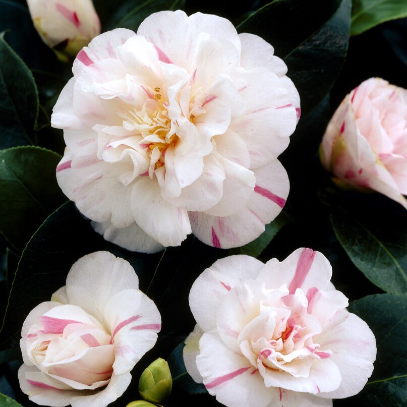 Japansk Kamelia - Camellia japonica Lavinia Maggi (Storlek: 40-50 C3)