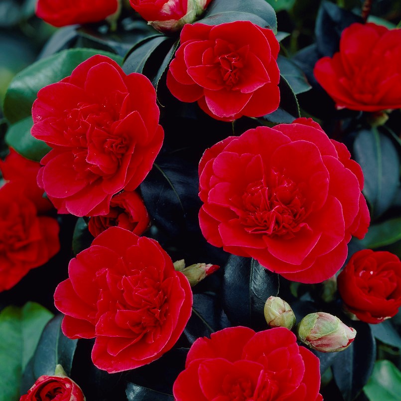 Japansk Kamelia - Camellia japonica Lady Campbell (Storlek: 30-40 C3)