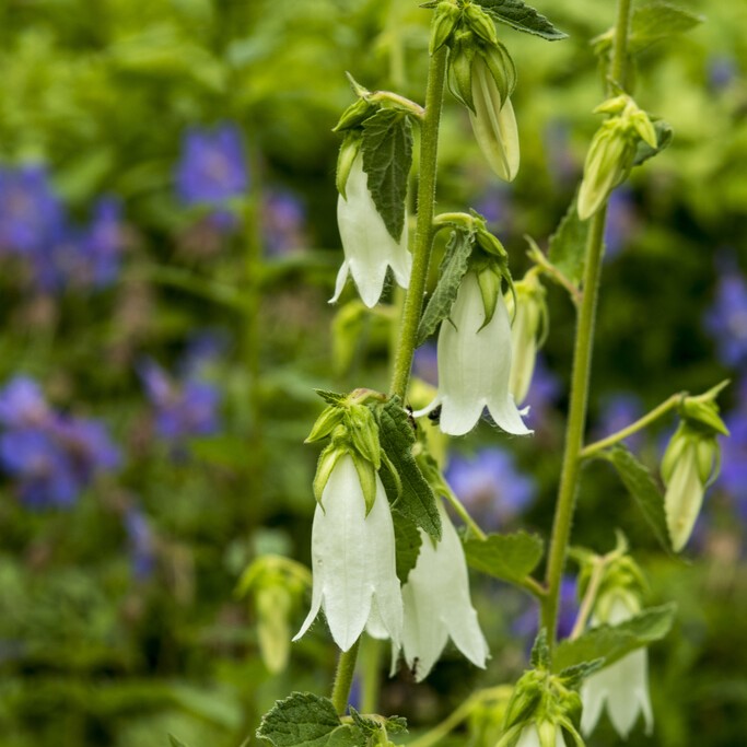 Hjärtklocka - Campanula alliariifolia (Krukstorlek: 0,5-1L)