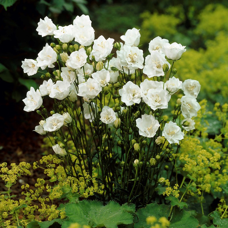 Storklocka - Campanula persicifolia La Bonne Amie (Storlek: 0,5-1L)