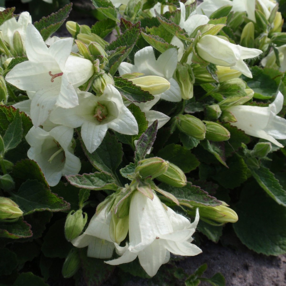 Klocka - Campanula ochroleuca Mevrouw Van Vollenhove (Krukstorlek: 0,5-1L)