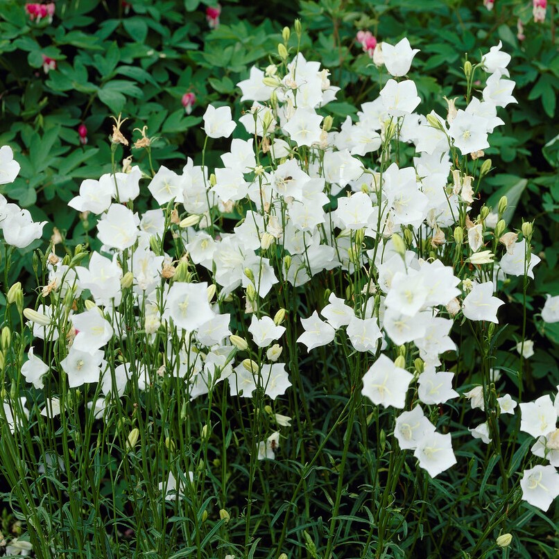 Storklocka - Campanula persicifolia Alba (Krukstorlek: P9cm)