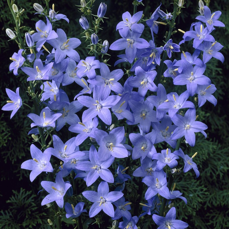 Pyramidklocka - Campanula pyramidalis (Krukstorlek: 0,5-1L)