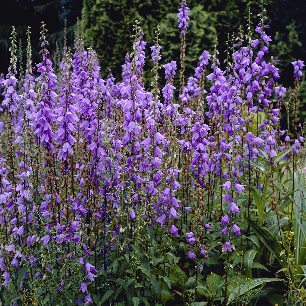 Kn&ouml;lklocka - Campanula rapunculoides (Krukstorlek: 0,5-1L)