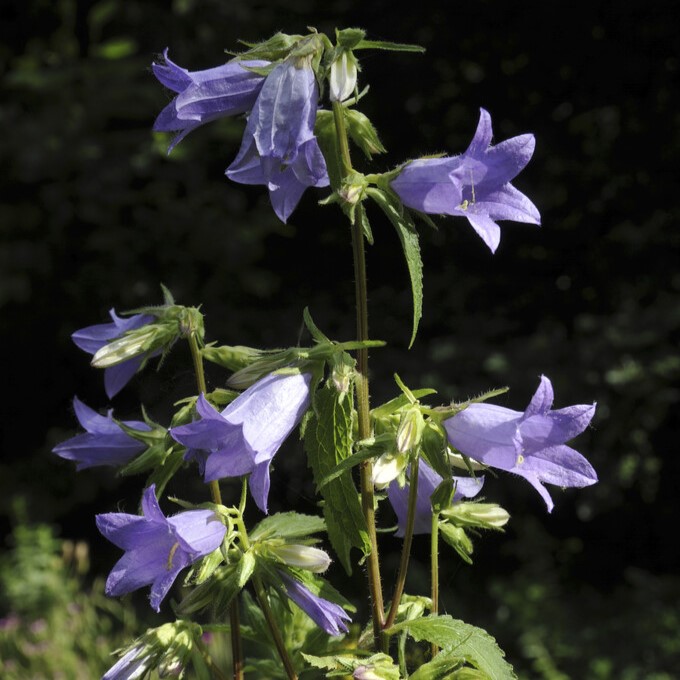 Nässelklocka - Campanula trachelium (Krukstorlek: 0,5-1L)