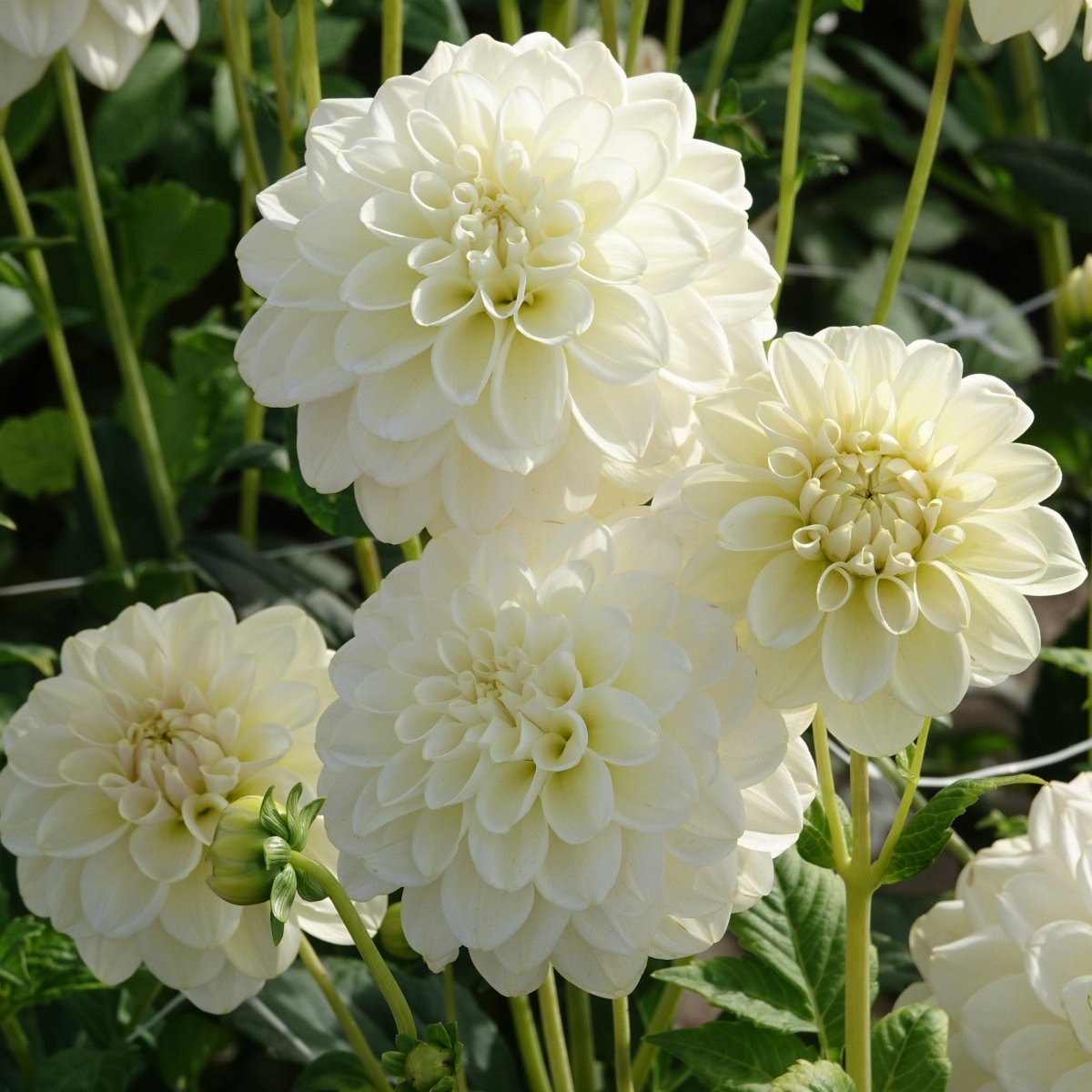 Dahlia Dekorativ Caramel Antique 1st