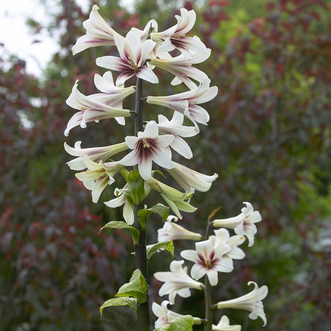 Jättelilja Cardiocrinum giganteum 1st - Cardiocrinum giganteum