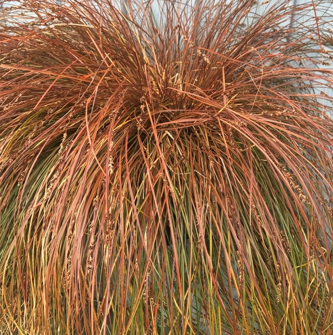 Skönstarr - Carex speciosa Vulkan (Krukstorlek: 3L)