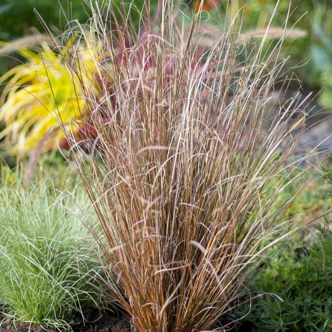 Kopparstarr - Carex buchananii (Krukstorlek: 0,5-1L)