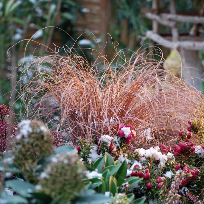 Bronsstarr - Carex comans Bronze Perfection