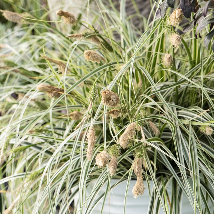 Starr - Carex Feather Falls ® (Krukstorlek: 3L)