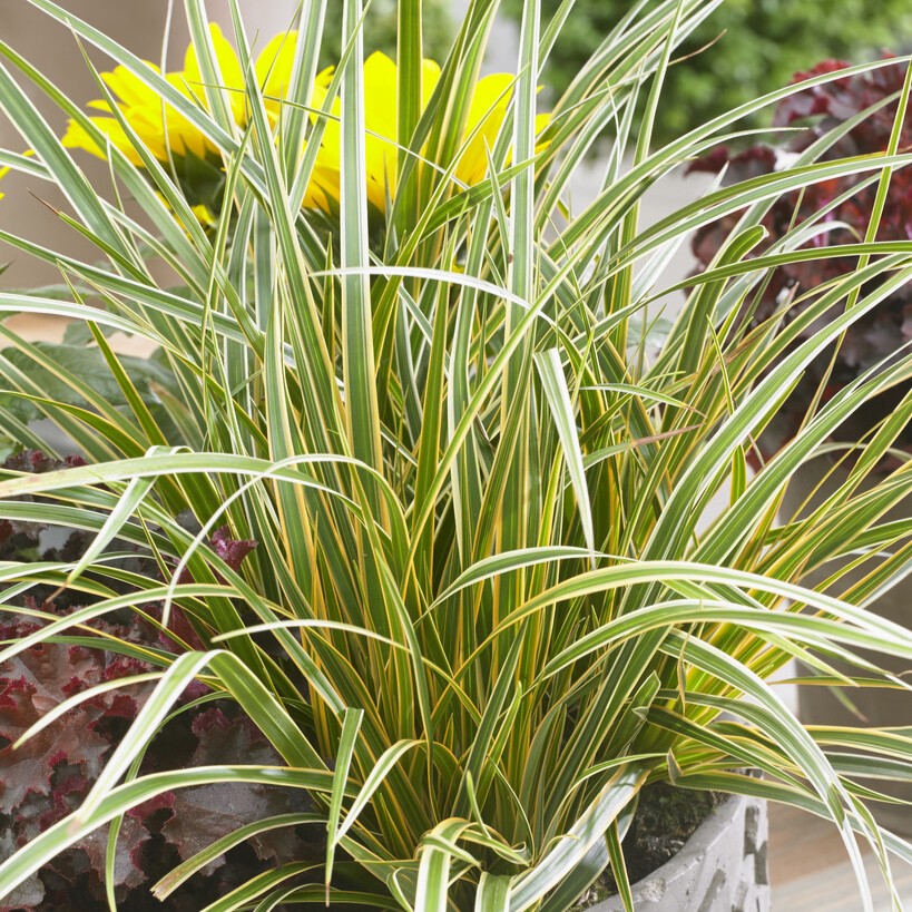 Japansk Starr - Carex morrowii Everglow ® (Krukstorlek: 0,5-1L)