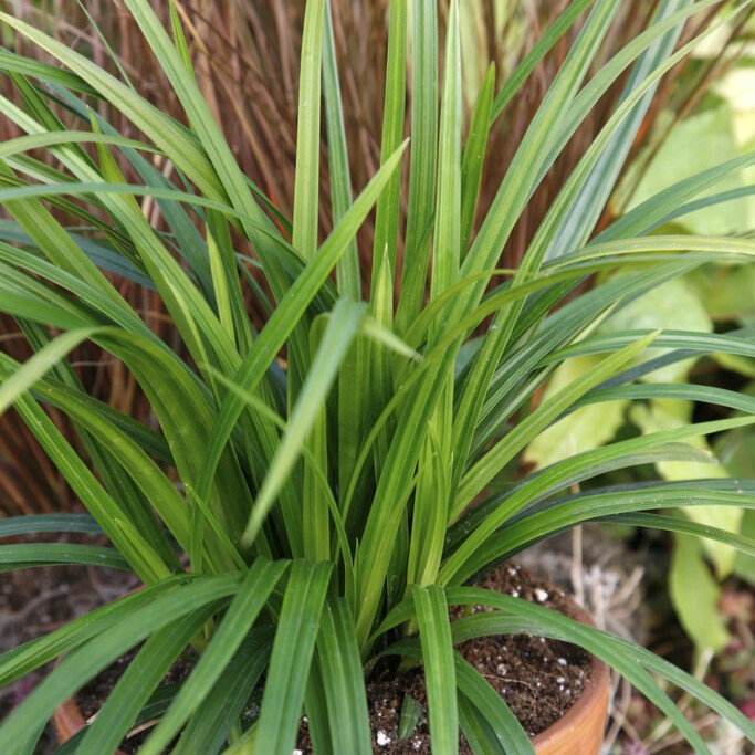 Japansk Starr - Carex morrowii Irish Green (Krukstorlek: 0,5-1L)