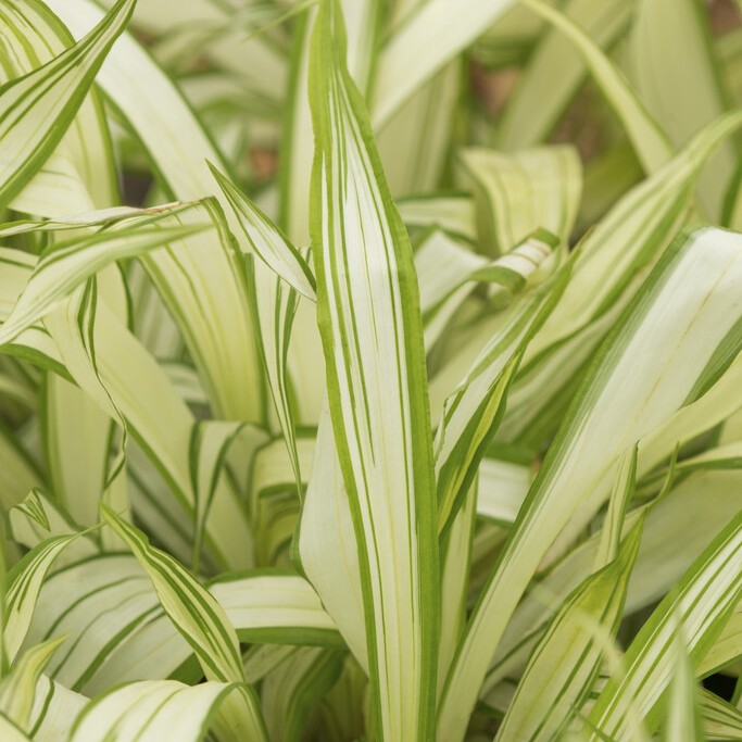 Kinesisk K&auml;mpestarr - Carex siderosticha Shiro (Krukstorlek: 0,5-1L)