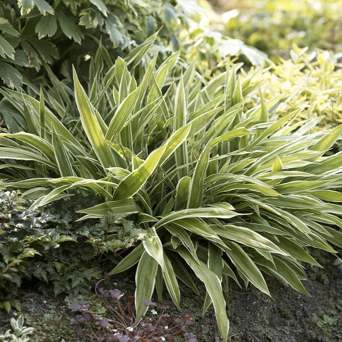 Kinesisk Kämpestarr - Carex siderosticha Variegata (Krukstorlek: 0,5-1L)