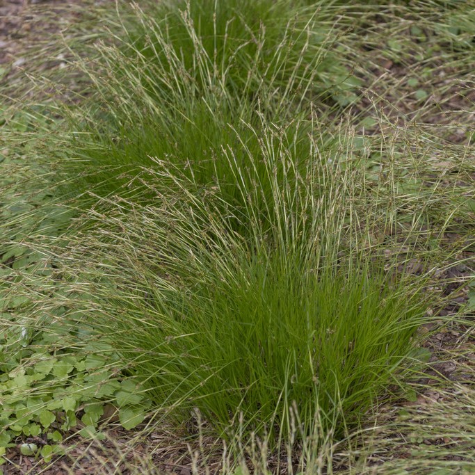 Skuggstarr - Carex umbrosa (Krukstorlek: 0,5-1L)