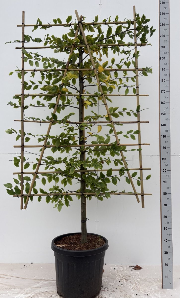 Avenbok Skärm - Carpinus betulus (Storlek: 40 stam 120bx180h skärm 8-10 C25)