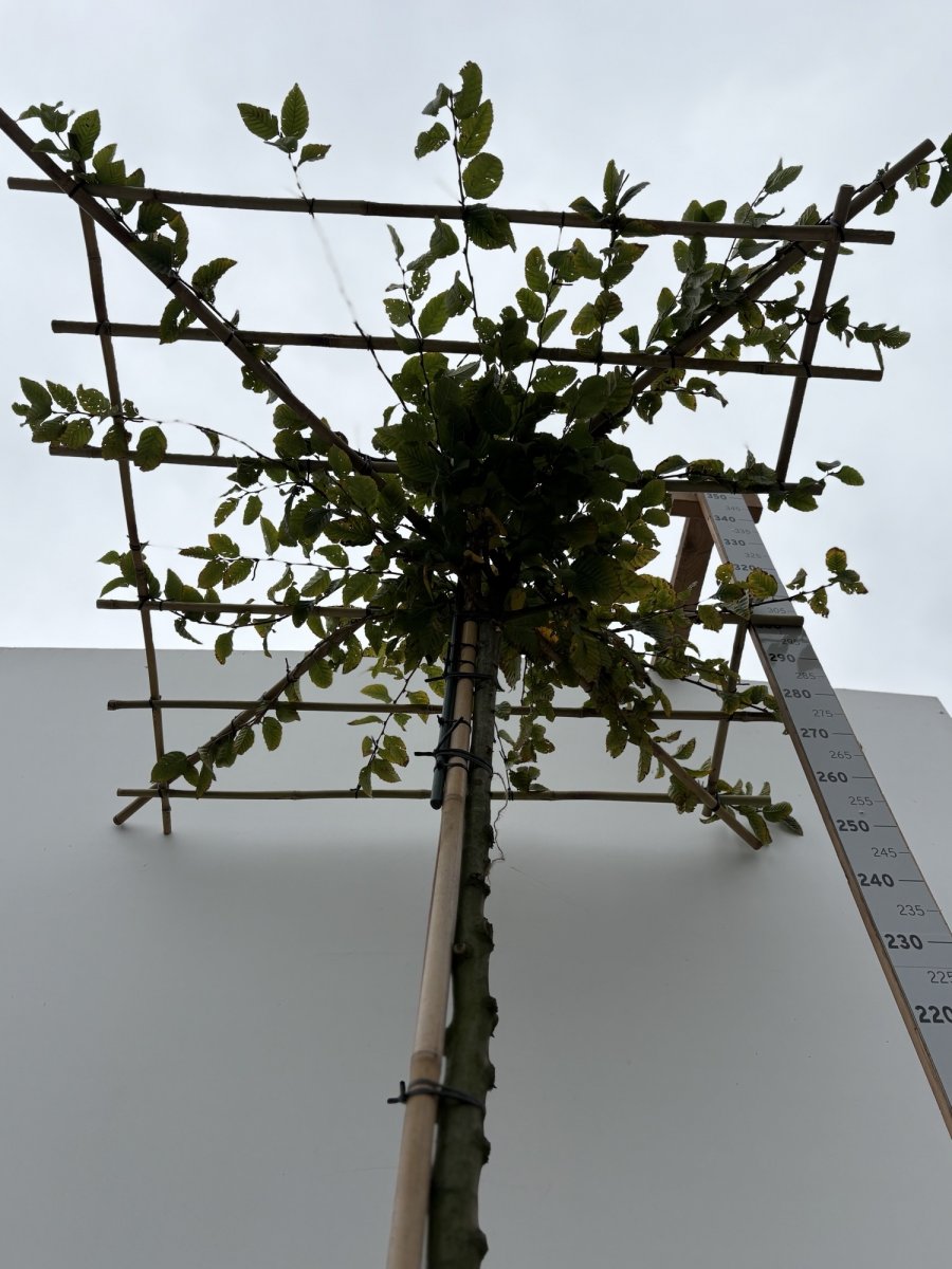 Avenbok Tak - Carpinus betulus (Storlek: takform 12-14 C40)