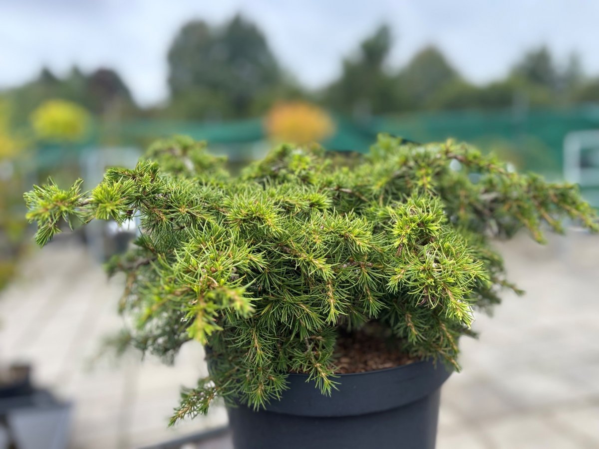 Libanonceder - Cedrus libani Dino (Storlek: 40-50 C10)