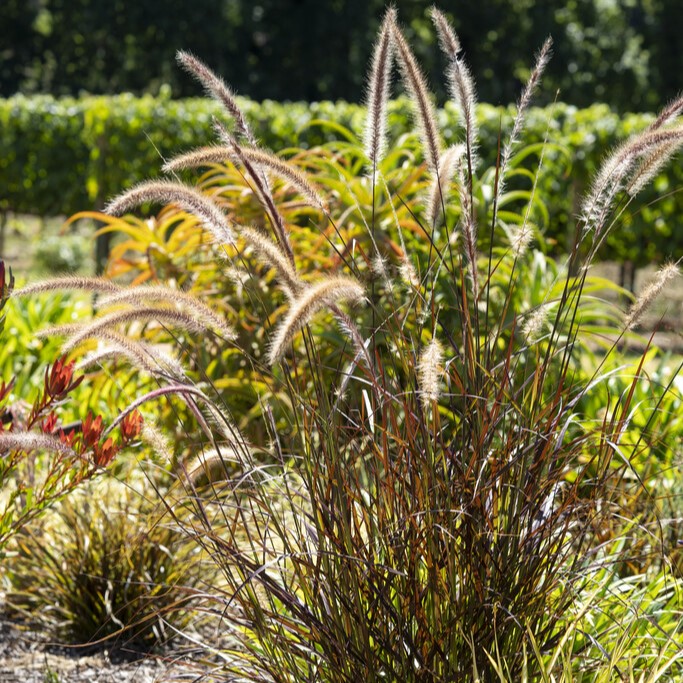 Fjäderborstgräs - Cenchrus advena Rubrum (Pennisetum) (Krukstorlek: 2L)