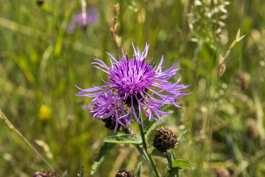 Rödklint - Centaurea jacea (Krukstorlek: 0,5-1L)