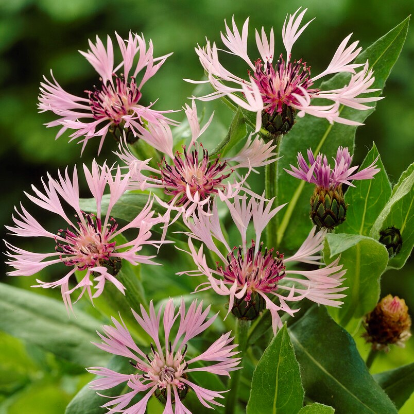 Bergklint - Centaurea montana Carnea (Rosea, Rubra) (Krukstorlek: 0,5-1L)