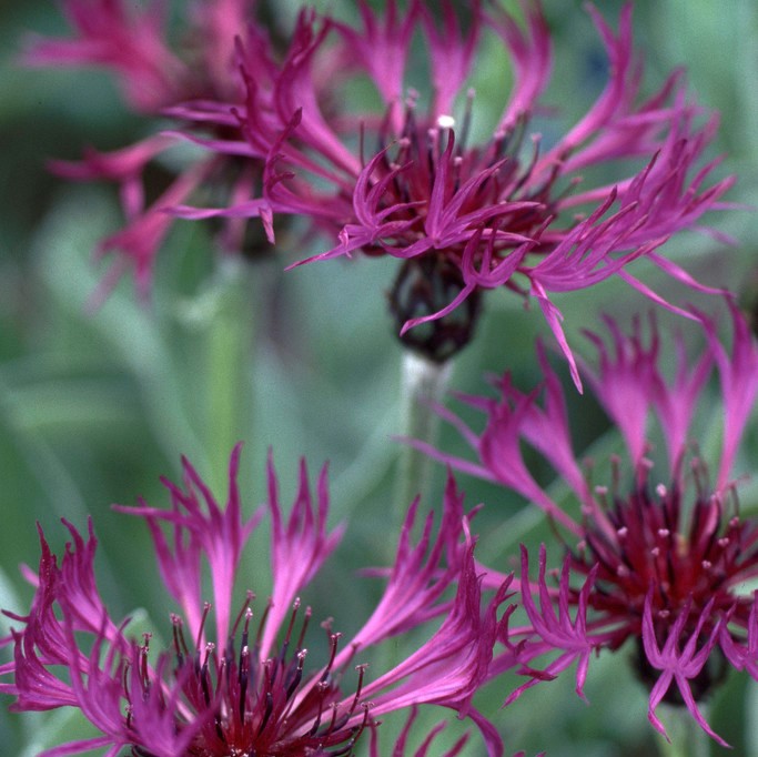 Bergklint - Centaurea montana Jordy (Krukstorlek: 0,5-1L)