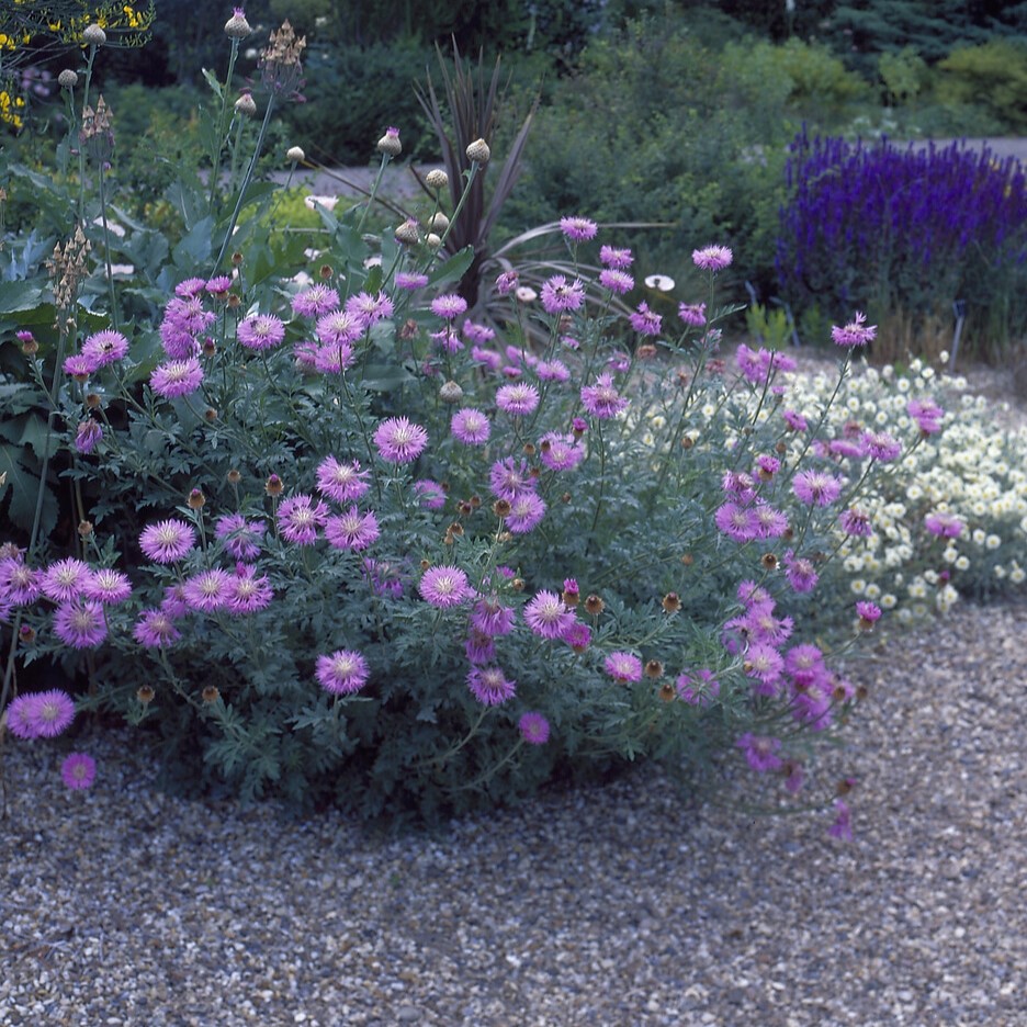 Rosenklint - Centaurea pulcherrima (Krukstorlek: 0,5-1L)
